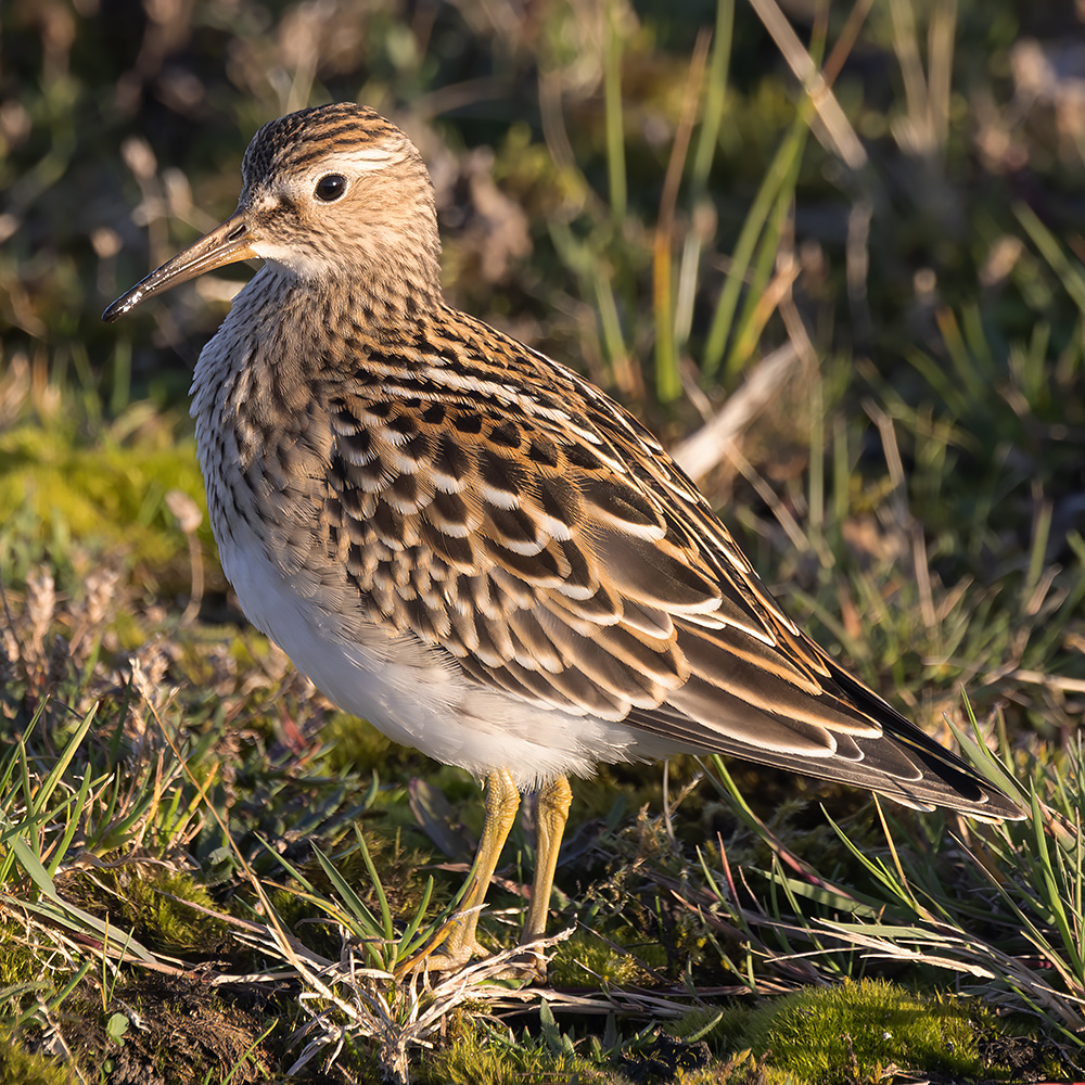 Pectoral sandpiper
